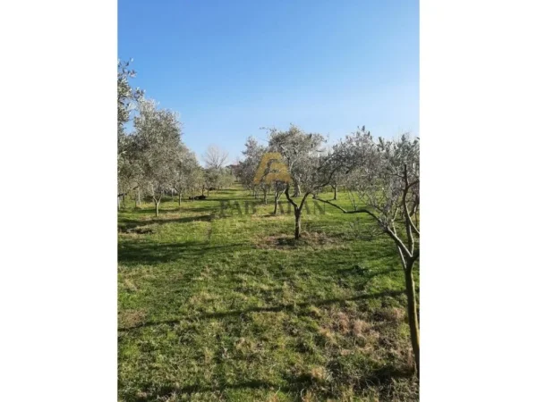 Tirane, shitet ferme+shtepi druri e investuar , 14.500 m² 870.000 € (GURRE E MADHE)