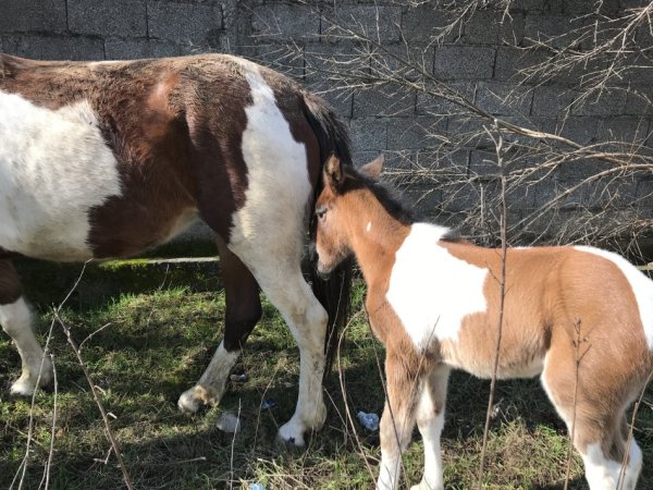 Tirane,shes Kale (pelë),5-vjece; plus 1 mëz femër me lara i lindur në 12 Shkurt 2025, 6.000 €;