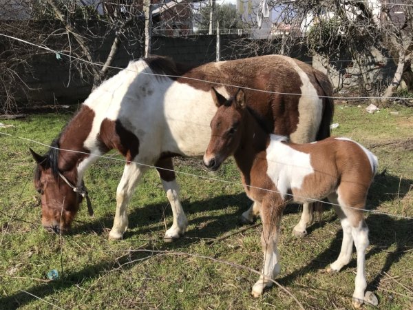 Tirane,shes Kale (pelë),5-vjece; plus 1 mëz femër me lara i lindur në 12 Shkurt 2025, 6.000 €;