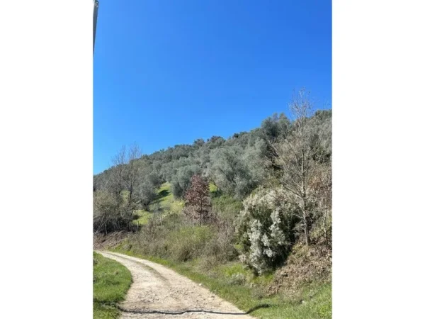 Tirane, shitet toke , 7.800 m² 125.000 € (Autostraden Tirane-Durres)