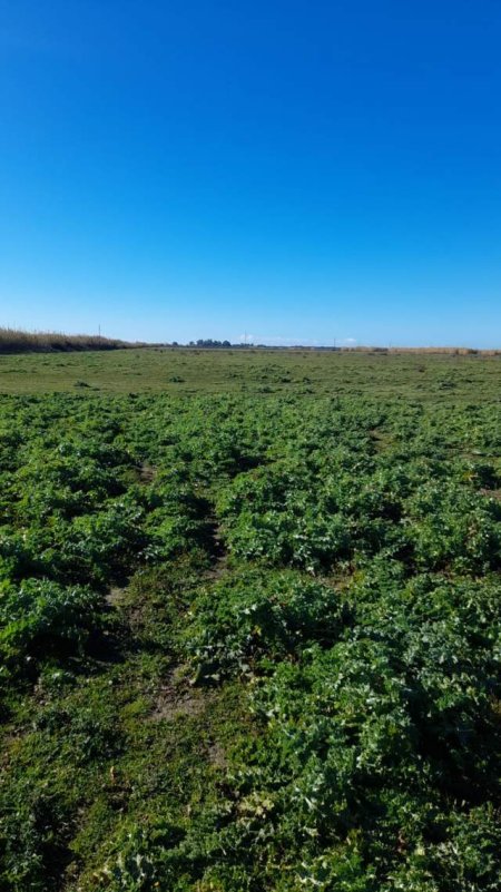 Tirane, shes truall 1.500 m² 10.000 Leke/m2 (Rruga e Prushit, Tirane)