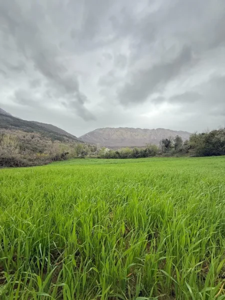 Tirane, shitet , 2.115 m² 423.000 € (Priske Tirane)