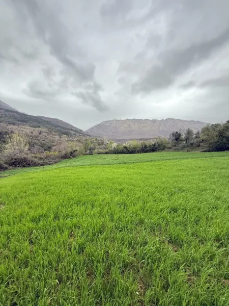 Tirane, shitet , 2.115 m² 423.000 € (Priske Tirane)