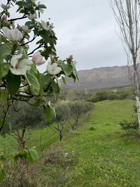 Tirane, shitet , 2.115 m² 423.000 € (Priske Tirane)