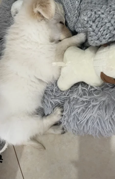 Tirane, shes Qen mix mini spitz me pomerian 250 €