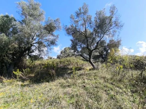 Golem, shitet toke , 250 m² (golem)