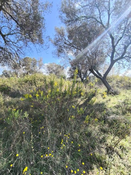 Golem, shitet toke , 250 m² (golem)