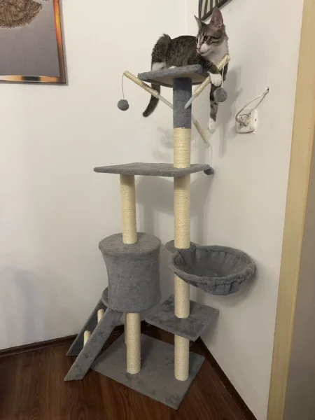 Tirane, Shes shtepi dhe loje per mace 65€