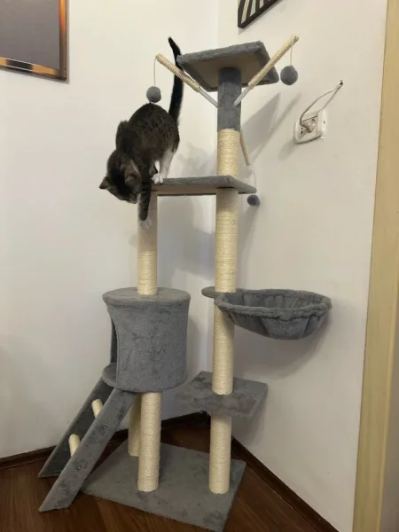 Tirane, Shes shtepi dhe loje per mace 65€