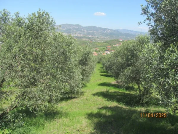 Peqin, Shitet Toke Are, siperfaqe 7,700 m², Cmimi fillestar 1,411,200 Lekë