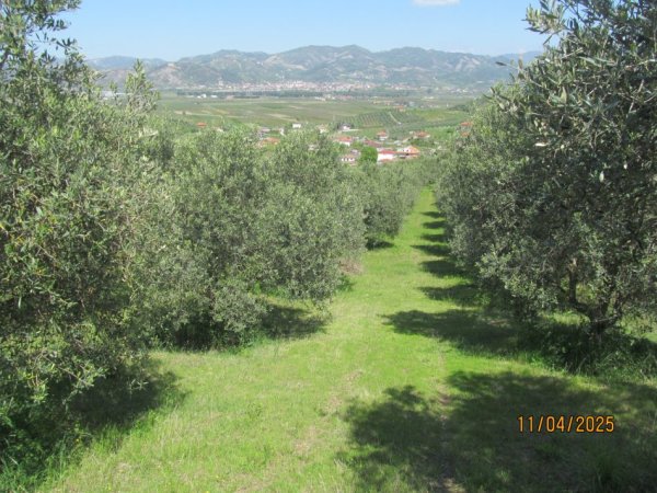 Peqin, Shitet Toke Are, siperfaqe 7,700 m², Cmimi fillestar 1,411,200 Lekë