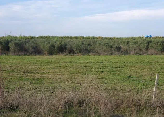 Kavaje, shitet toke , 25.000 m² 250.000 € (Kavaje)