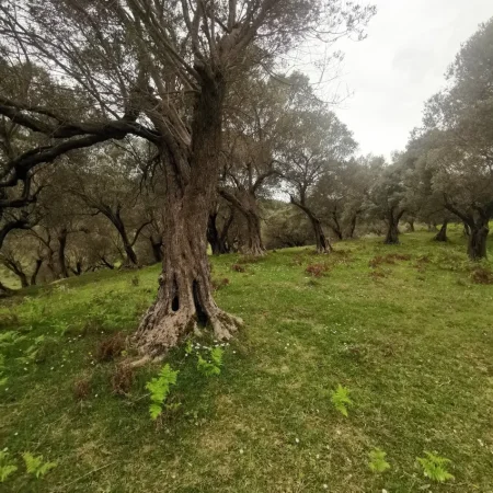 Tirane, toke , 18.500 m² (Mjull Bathore)